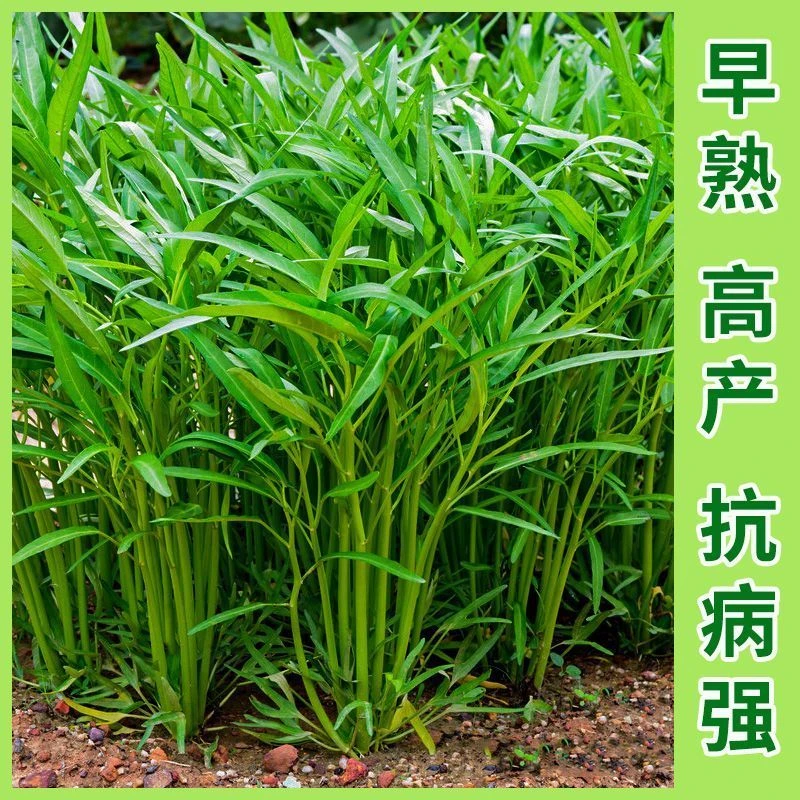 【全店满5件包邮】四季空心菜种子小叶空心菜大叶竹叶盆栽柳叶空心