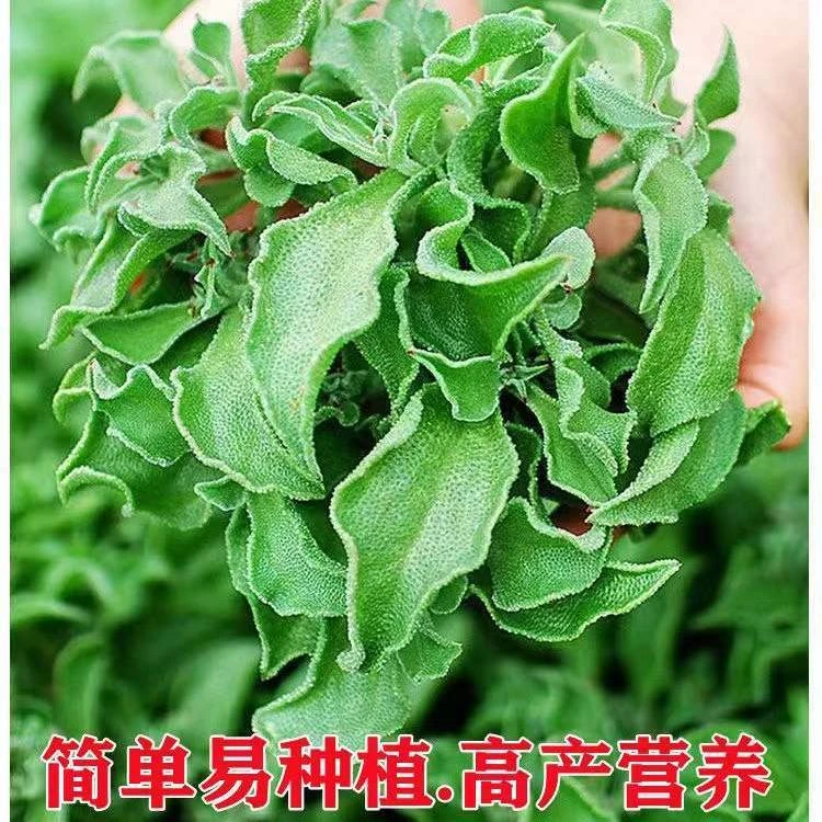【全店满5件包邮】水晶冰菜种子自带冰晶的冰草种籽阳台盆栽四季营