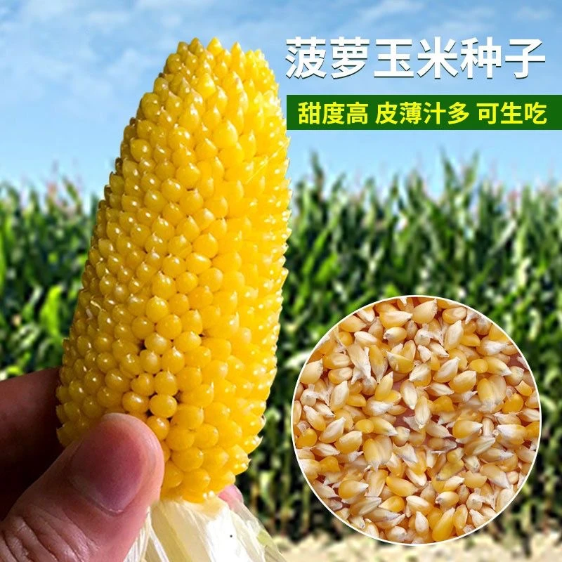 【全店满5件包邮】水果玉米种子草莓菠萝玉米种子甜糯玉米种子四季