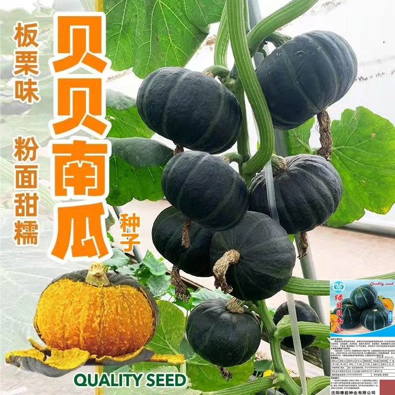 【全店满5件包邮】高产绿贝贝南瓜种子日本板栗小南瓜新品种甜面香