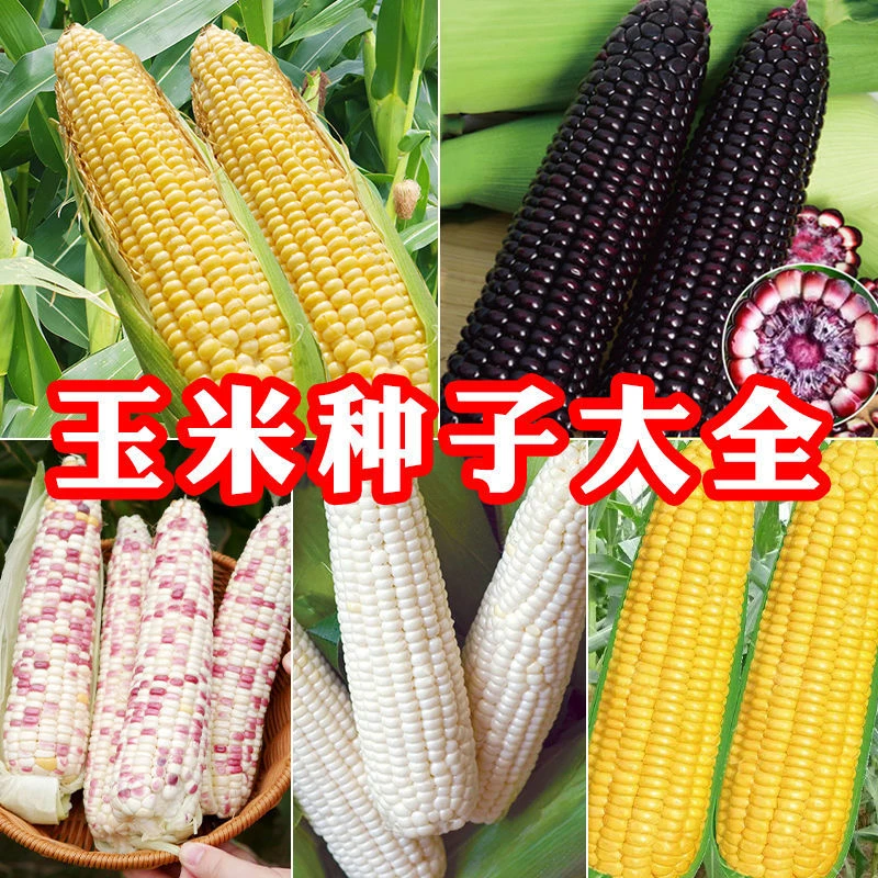 【全店满5件包邮】玉米种子大全黑白黄玉米种子水果玉米种子甜玉米