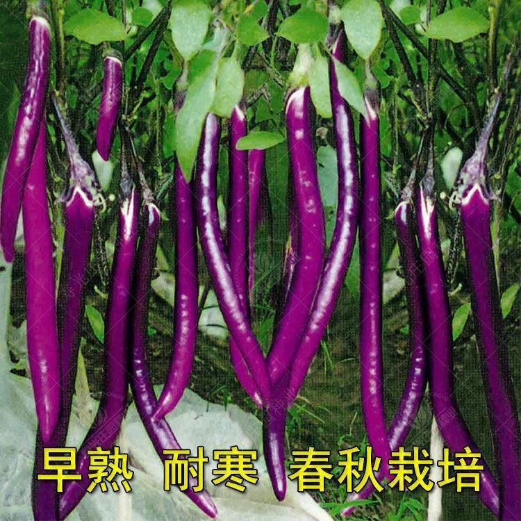 【全店满5件包邮】杭茄一号茄子种子 紫红色长茄子 线茄 早熟 高产