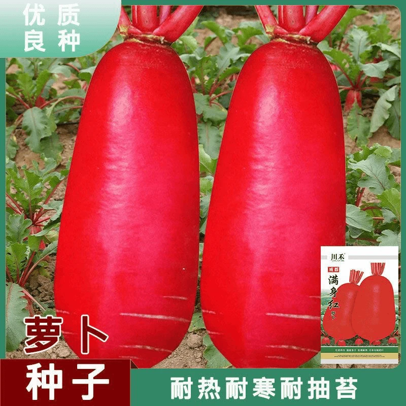 【全店满5件包邮】四季满身红高产特大红袍萝卜种大种子红皮白心四