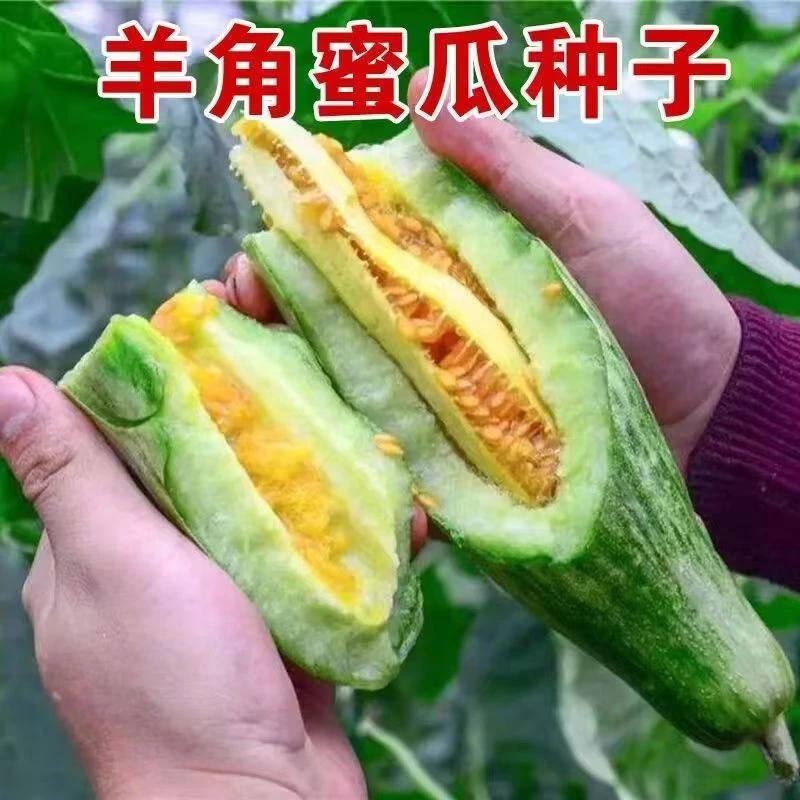 【全店满5件包邮】【今年新种】蔬菜种子羊角蜜甜瓜种子超甜高产春季