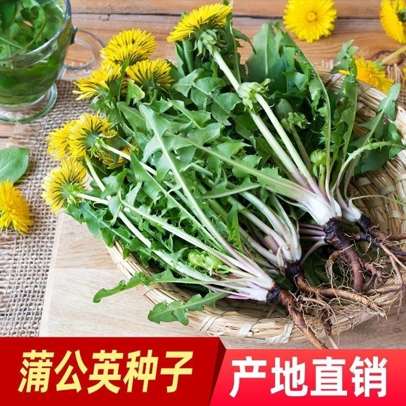 【全店满5件包邮】蒲公英种子野生婆婆丁种籽四季盆栽阳台小院易种