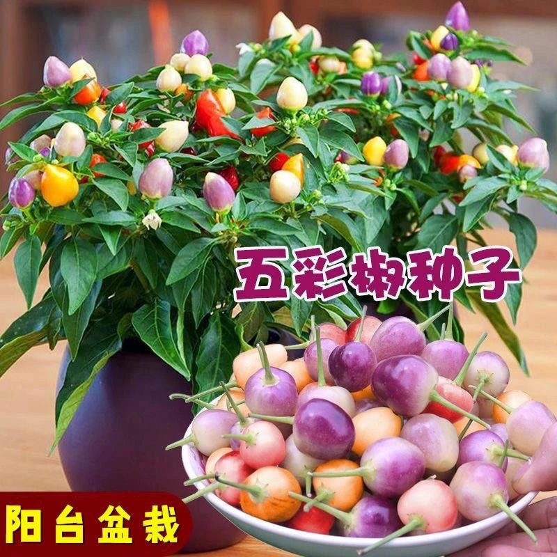 【全店满5件包邮】七彩辣椒种子阳台盆栽五彩甜椒种籽南北方早熟高