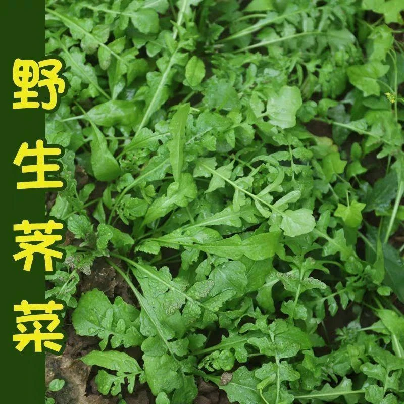 【全店满5件包邮】野生荠荠菜种子按斤卖阳台庭院种植四季播种农家