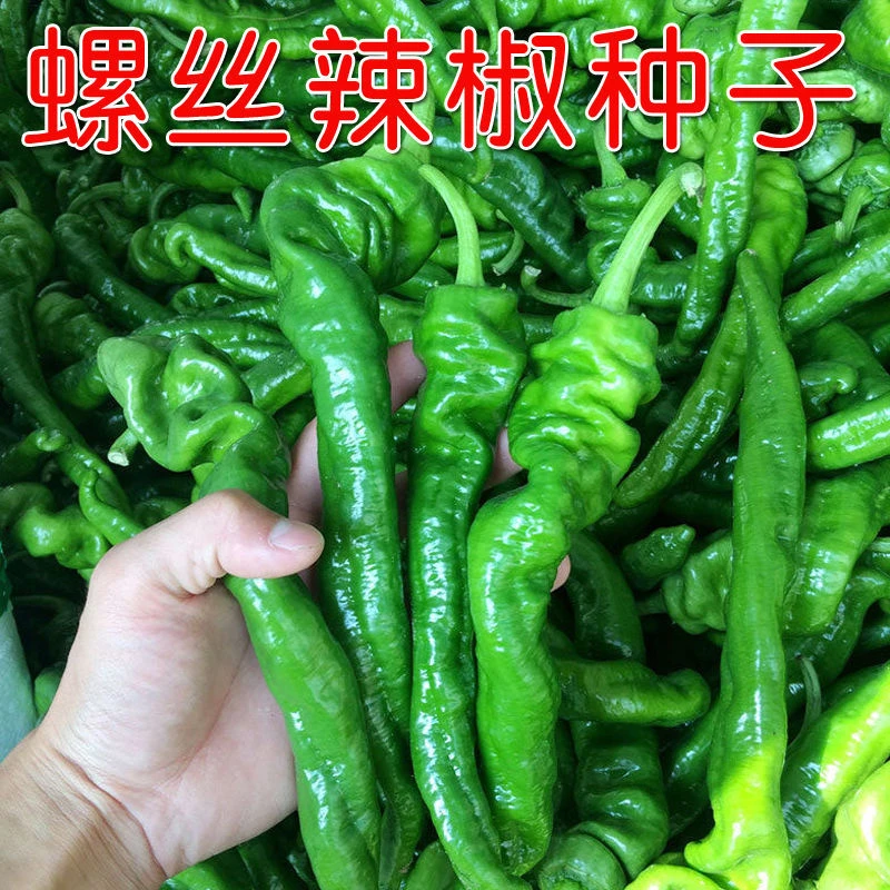 【全店满5件包邮】螺丝椒种子香辣大螺丝椒种籽阳台庭院易种辣椒籽