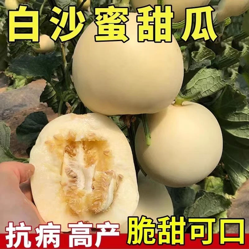 【全店满5件包邮】香瓜种子白沙蜜甜瓜种子白瓜白香瓜四季阳台庭院