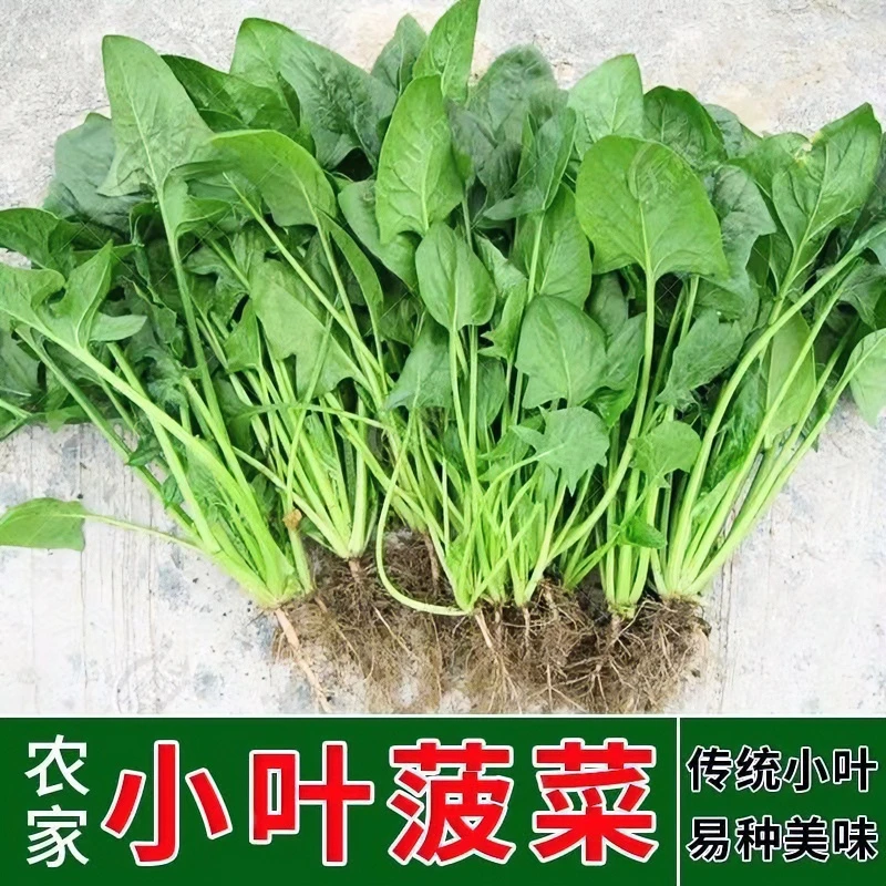 【全店满5件包邮】小叶菠菜种子小青菜波菜籽小尖叶农家土菠菜种子