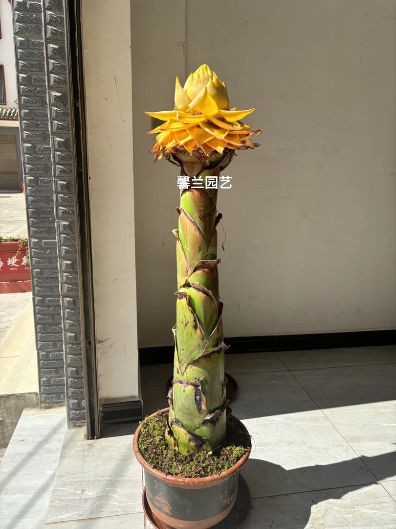 地涌金莲花，绿植花卉，巨型植株，可盆栽，地栽。