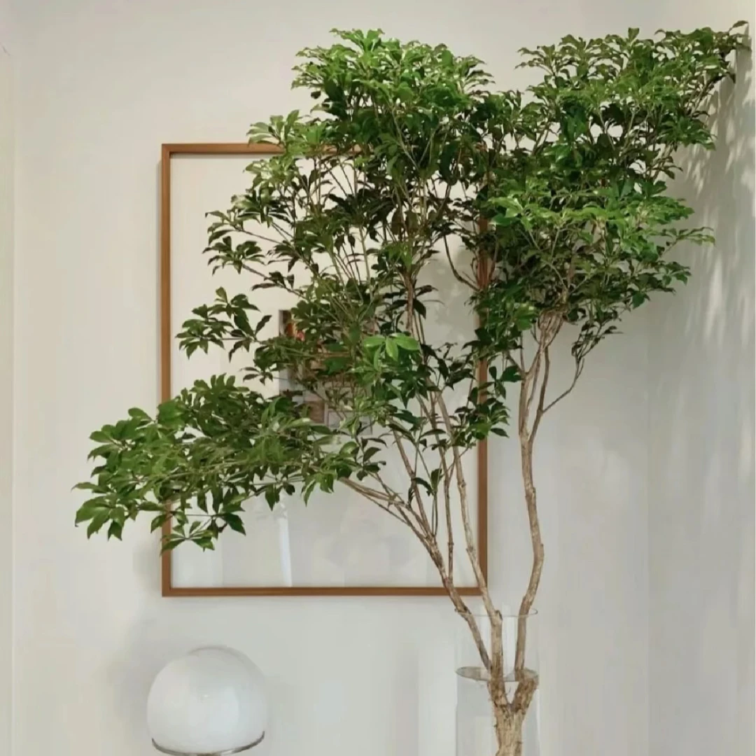 【云荷】进口马醉木一物一拍 优选高品质网红鲜切水培
