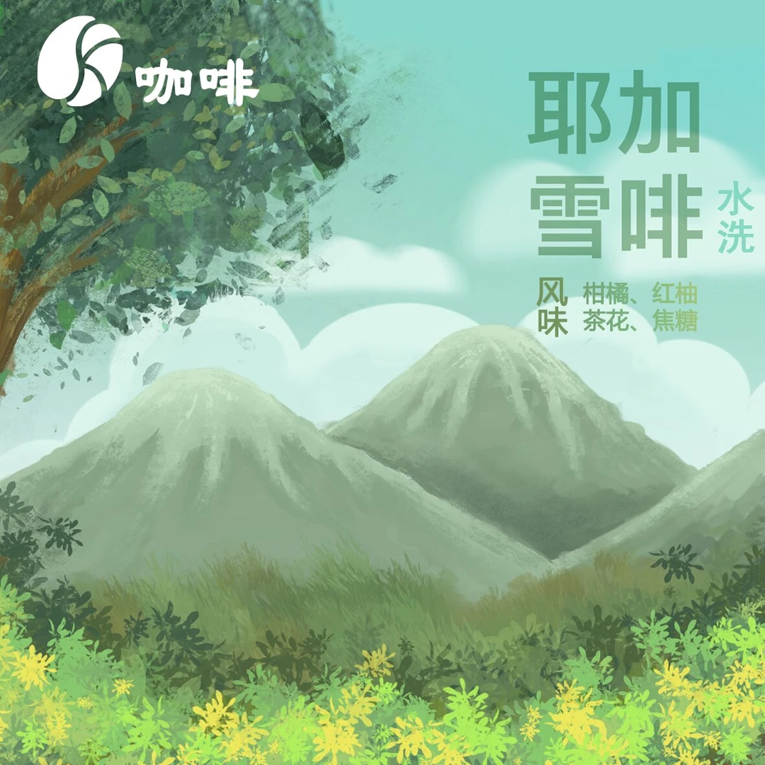 K咖啡 耶加雪菲 G1阿拉比卡豆 中烘500g