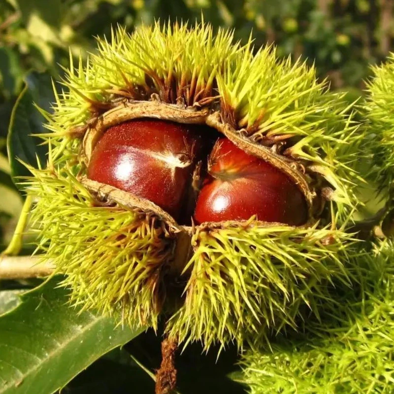 【板栗苗】果苗盆栽地栽矮化嫁接南方北方种植果树