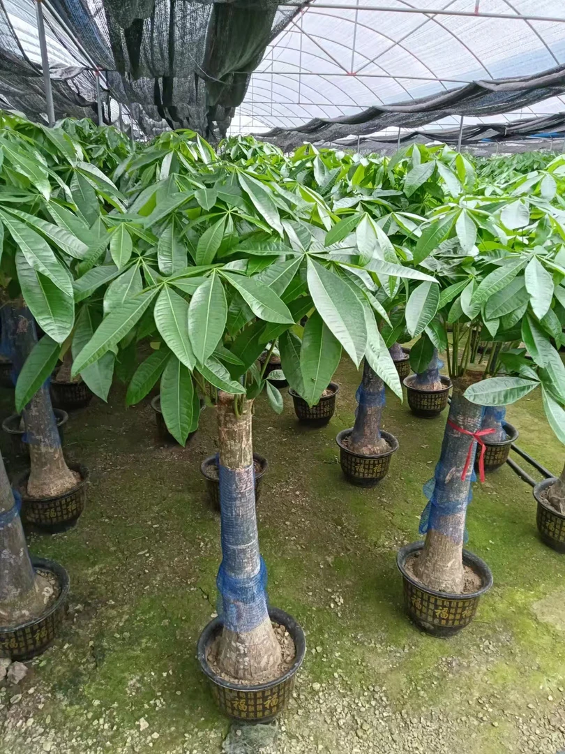 单杆发财树开业乔迁招财树家居精选大气花卉枝条大小