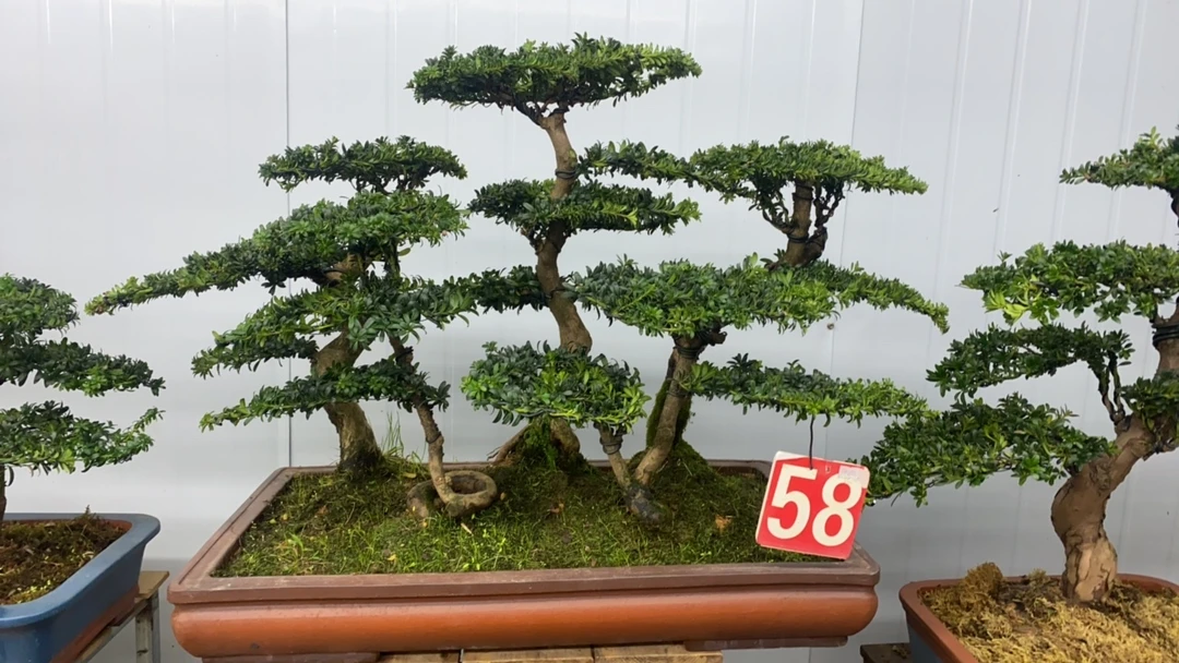 精品红芽珍珠罗汉松，五颗桩的丛林款