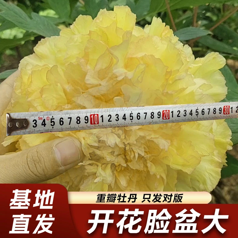 正宗观赏洛阳牡丹花多层生长重瓣绿植庭院室内外耐寒花卉绿植盆栽