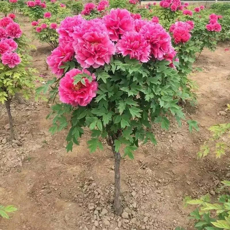 独杆牡丹老桩花王多色岛锦牡丹树耐寒易活树状牡丹富贵花洛阳发货