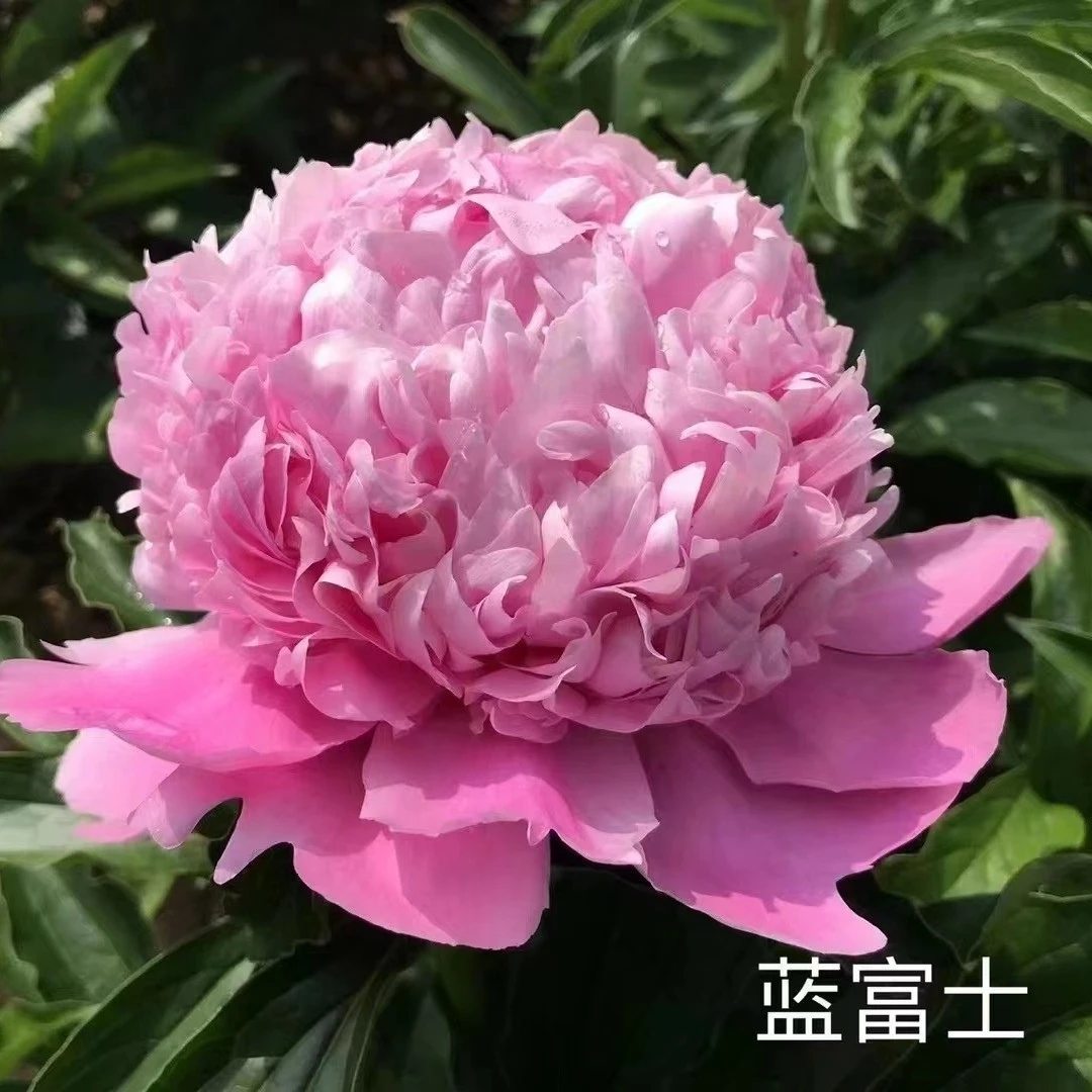 【天空之境】重瓣芍药花苗花根带芽种根耐寒四季易成活室内外开花
