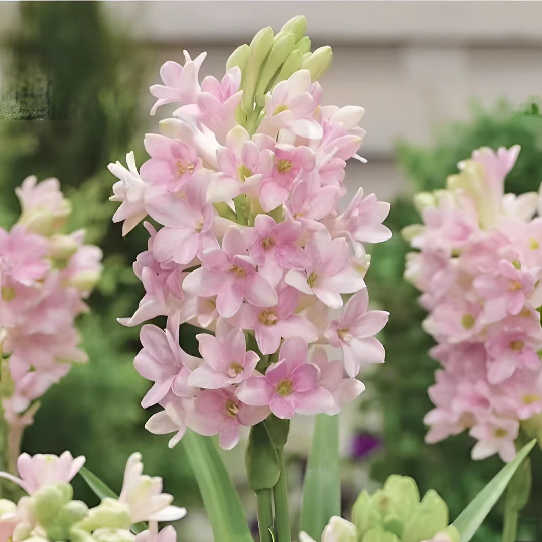 福利粉【10-15芽】晚香玉种球重瓣大花球夜来香浓香型低温种植根系