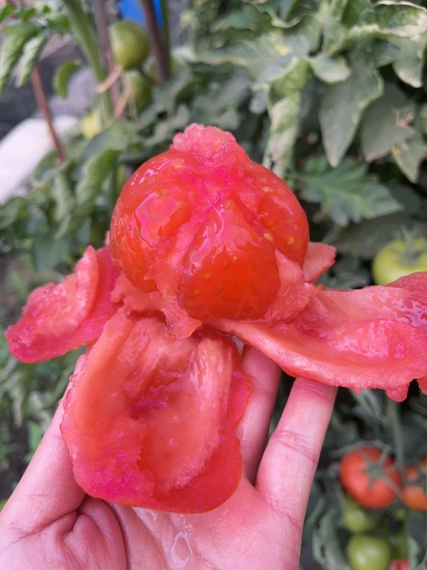 云南番茄肉质细腻厚实饱满清香多汁5斤