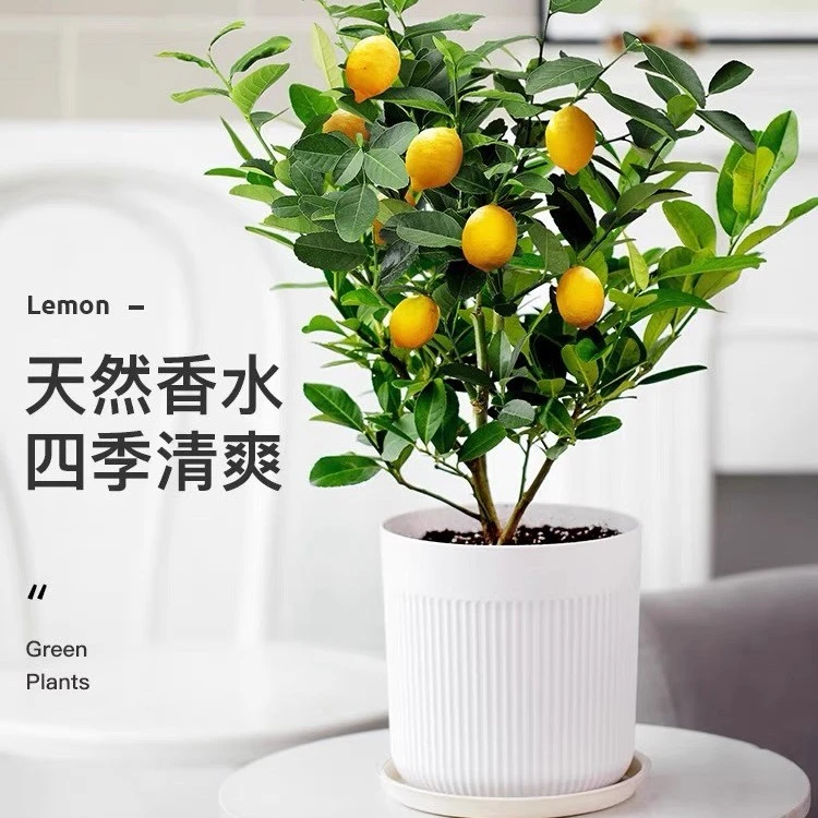 香水柠檬树苗盆栽客厅可食用四季开花卉结果阳台绿植室内好养