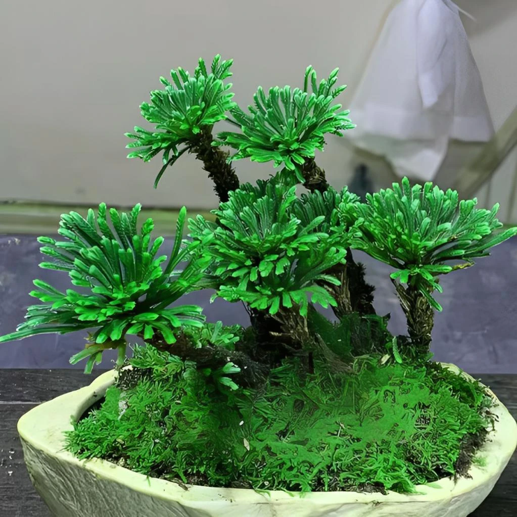 九死还魂草卷柏盆栽卷柏老庄禅意绿植带专用土不死草万年青蕨类植