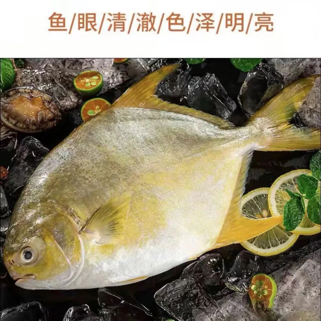 鲜活速冻金鲳鱼昌鱼鲳鳊鱼（一条1斤左右）两条装尝鲜价 深海捕捞
