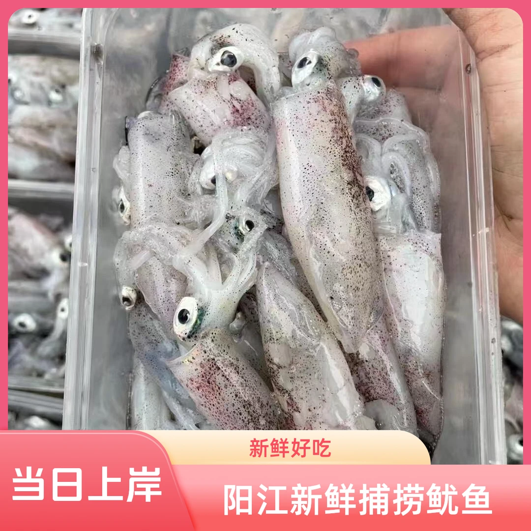 【阳江当日上岸】新鲜笔管鱼海兔子小管鱿鱼捕捞冷链发货一箱装