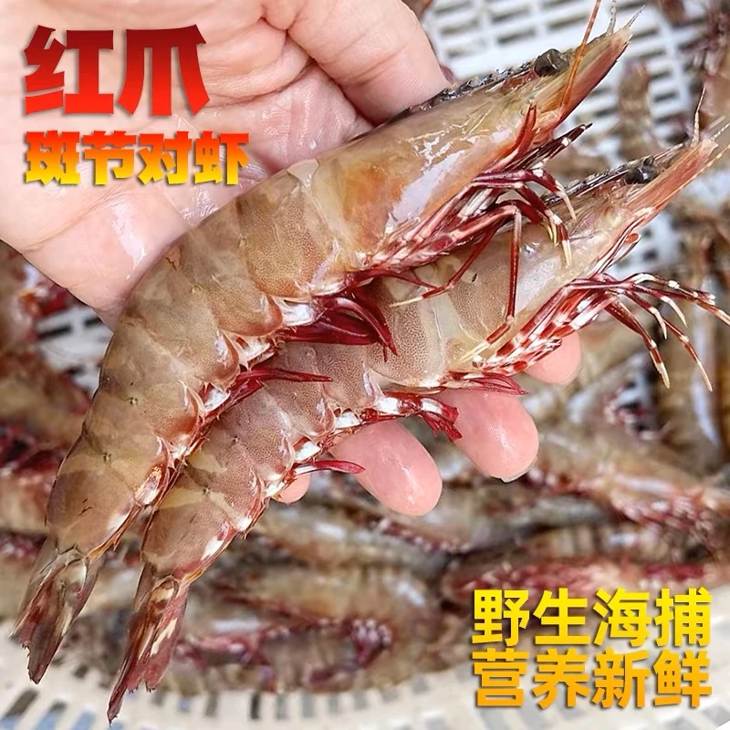 【当天上货】阳江天然海虾虎虾鬼虾红爪虾红爪斑节虾活冻1斤3斤礼盒