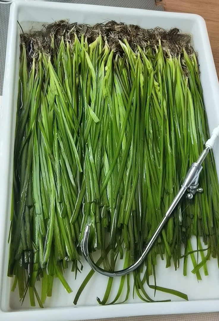 大水兰     水生植物 大水兰