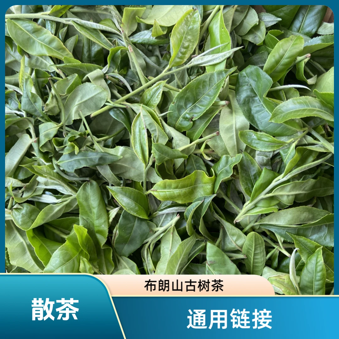 【通用链接】2023头春布朗山散茶普洱茶60g  以主播介绍为主