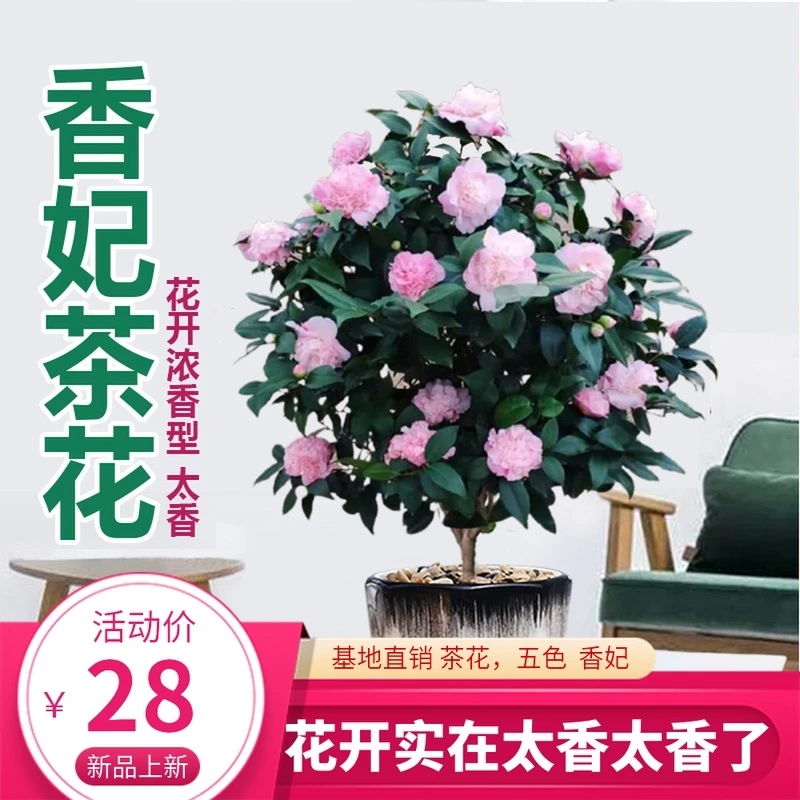 山茶花烈香香妃茶花带香味
