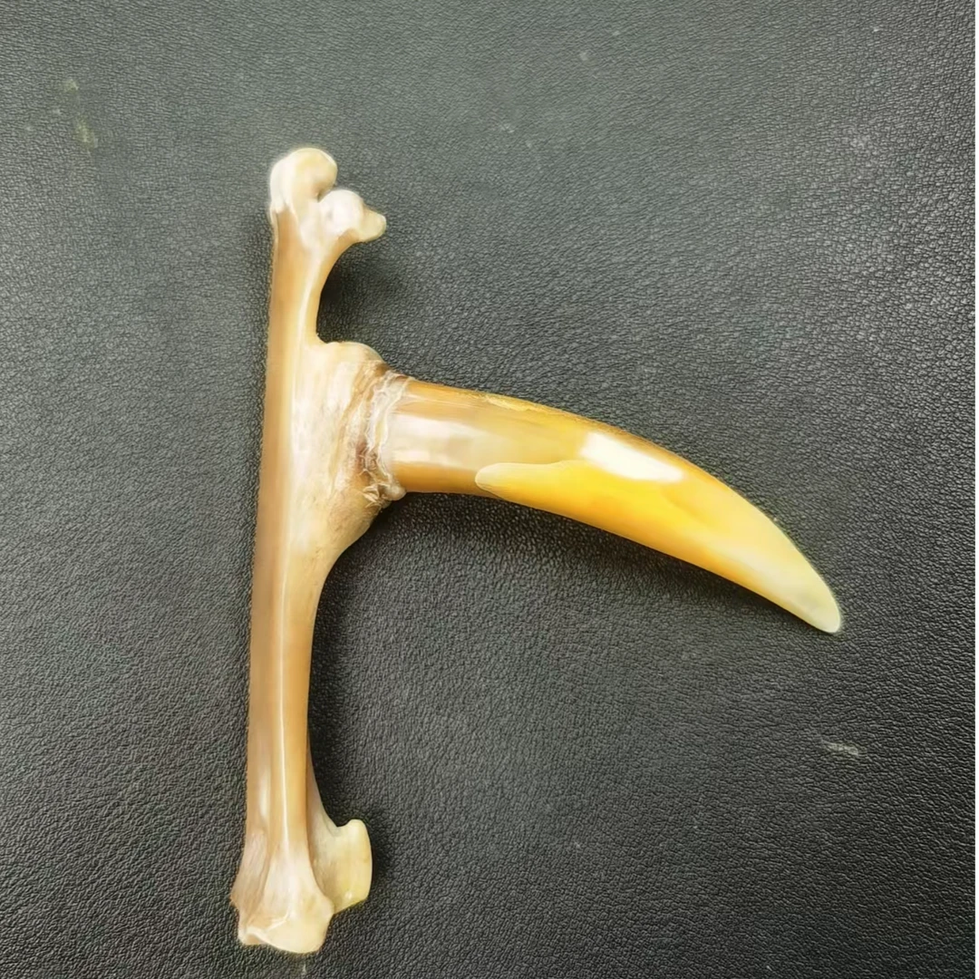 文玩鸡爪骨手把件