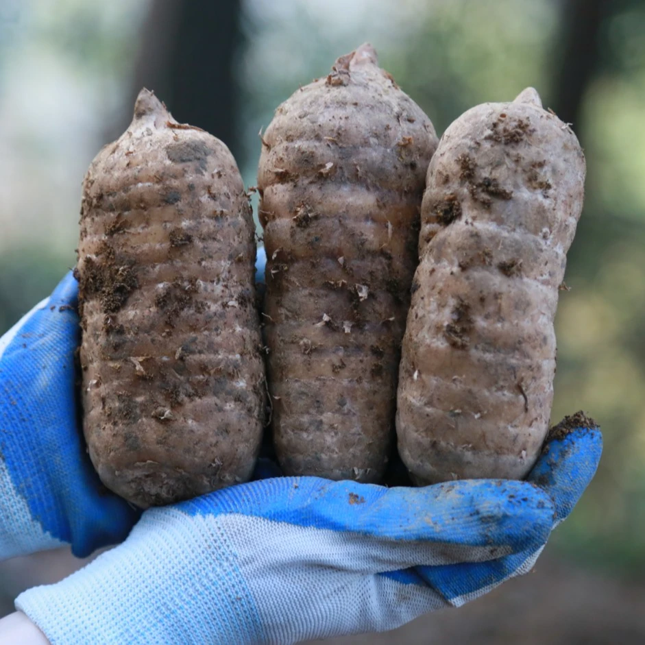 雷山乌杆天麻贵州林下仿野生种植特级中小果新鲜现挖产地发货包邮