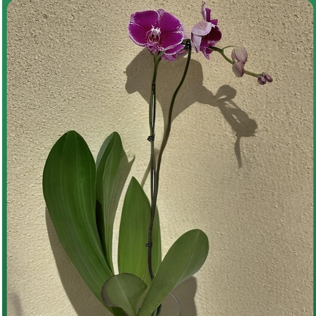 飞花|蝴蝶兰|大财主|