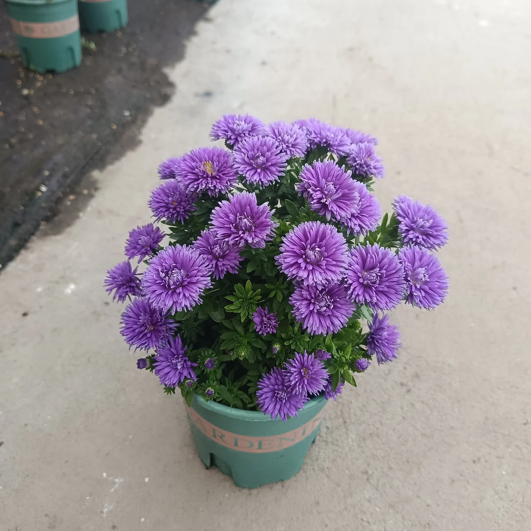 小翠菊紫苑盆栽带花小清新花卉阳台庭院花境植物多年生宿根花期长