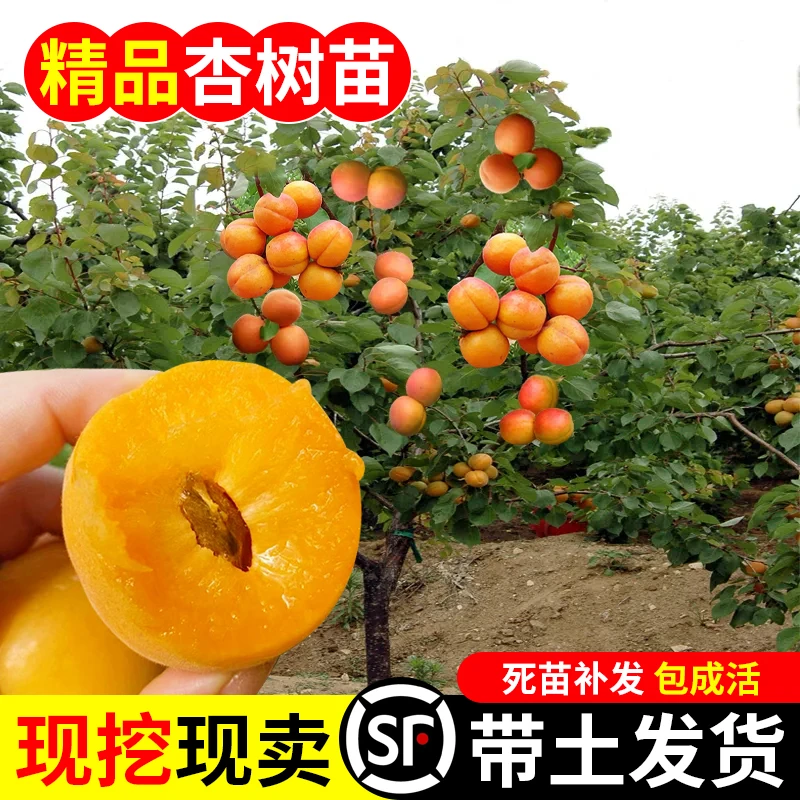 杏树苗嫁接特大早熟晚熟甜杏子果树苗盆栽地栽南北方种植当年结果