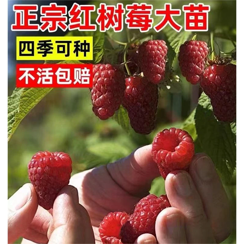 树莓苗双季树莓覆盆子树苗黄红树莓苗南方北方种植盆栽地栽果树苗