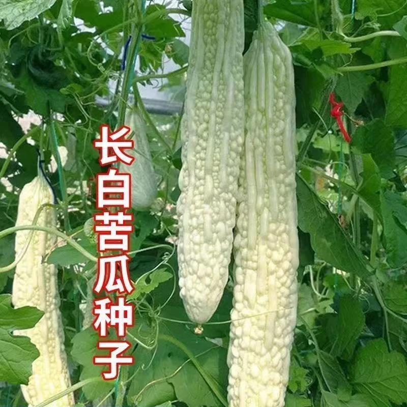 【满5元包邮】【131】白苦瓜种子