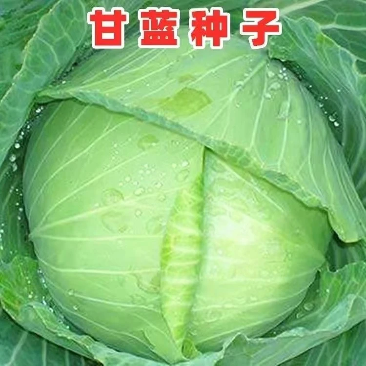 【满6包包邮】【31】包心甘蓝种子