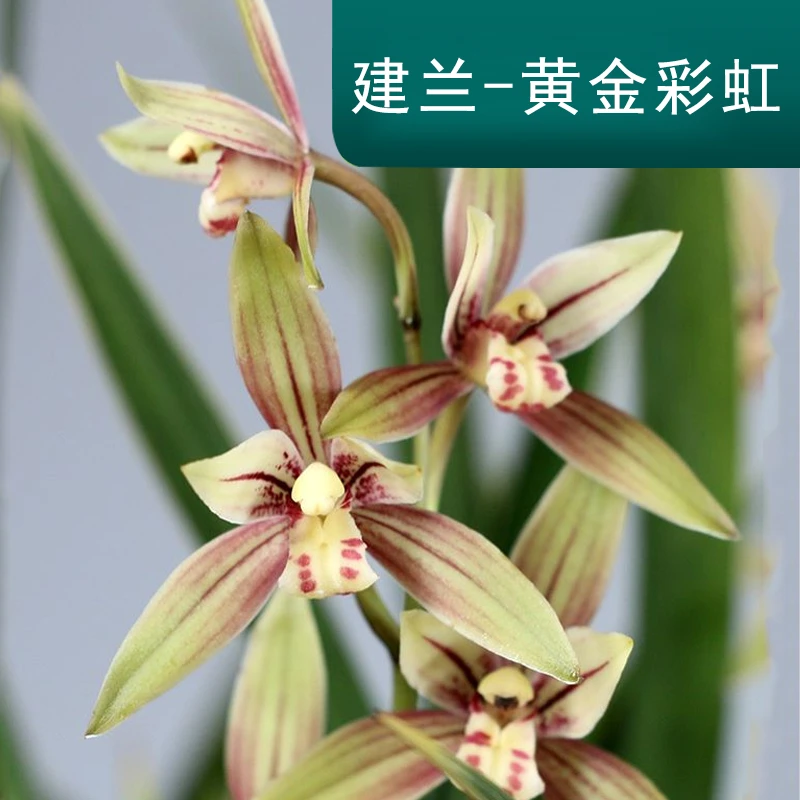 兰花建兰【黄金彩虹】夏天春冬发货 浓香型花期8-11月室内盆栽优美