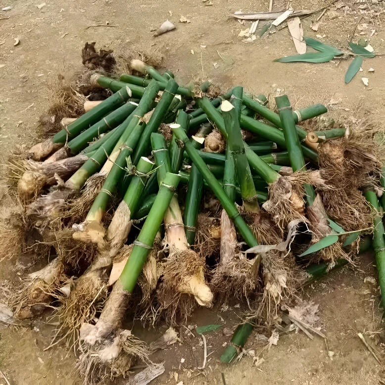 甜竹笋苗马蹄笋苗竹笋苗种植食用绿竹笋苗竹笋种植原土包装夏季笋