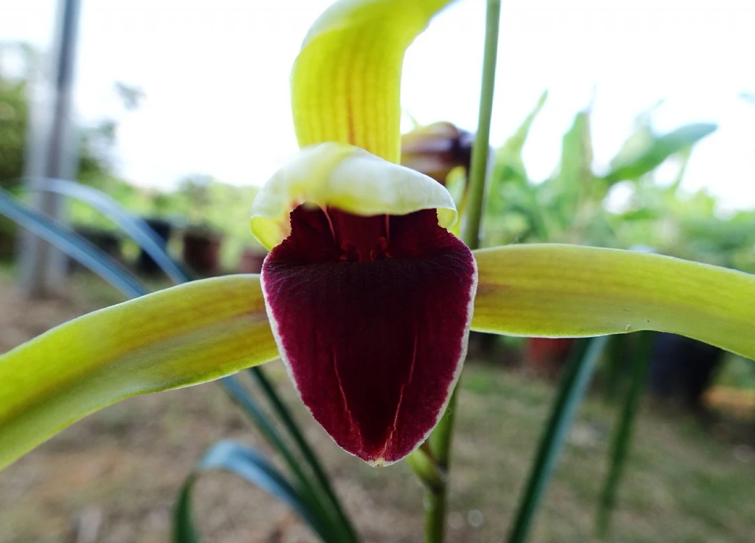 精品兰花苗直播间专属链接