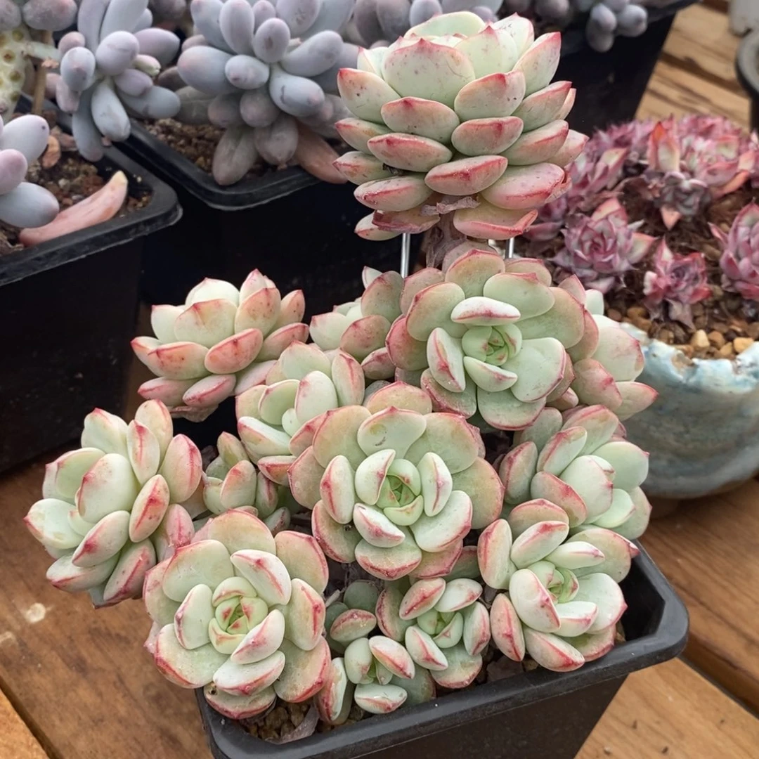 香草大群，123466899