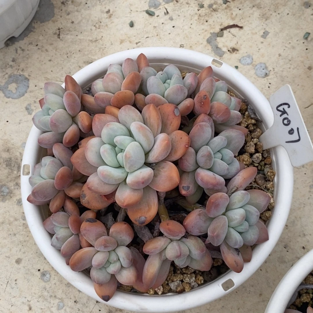 木****）007号，多肉植物手捧，123456789，