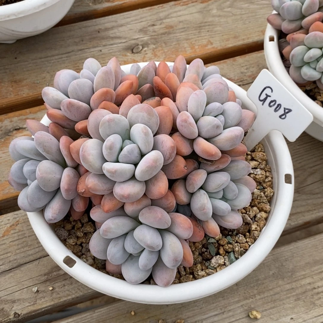 开*多肉植物，008号，香水，123456789
