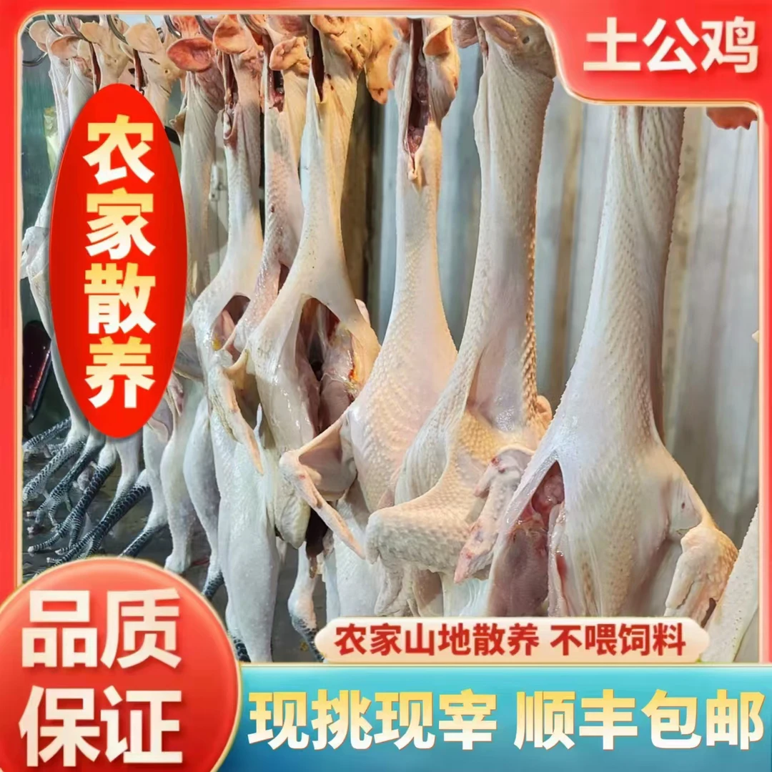 林下散养土公鸡柴公鸡跑地鸡纯粮食喂养八个月现挑现杀顺丰包邮