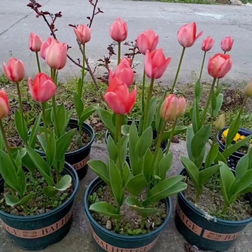 【当季热卖】郁金香室内外阳台庭院耐寒好养进口大球郁金香种球