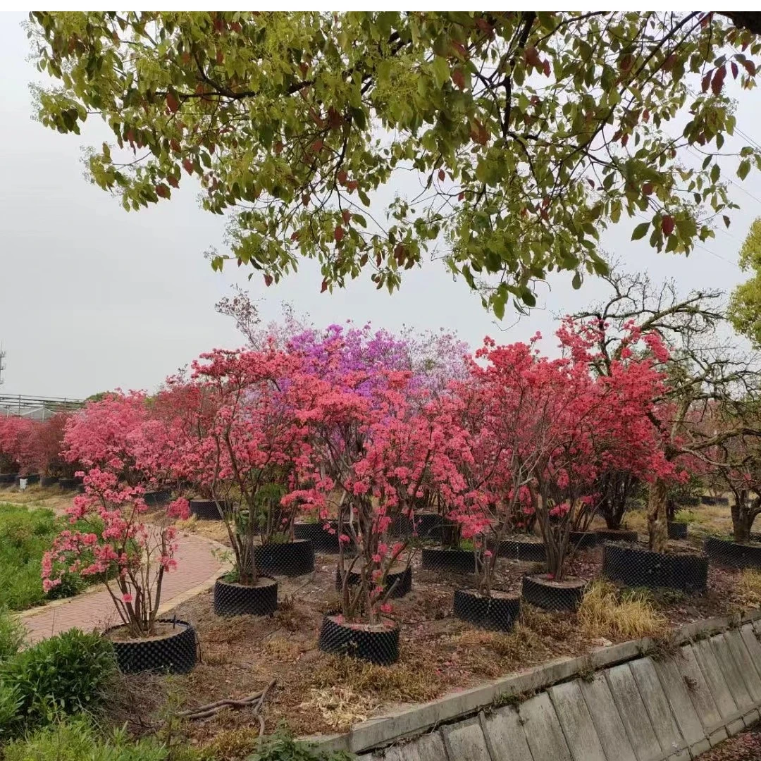 精品映山红庭园造景好看美观